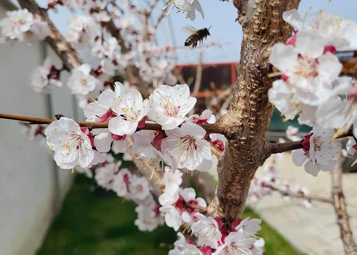 Casa Lucan Вілла *